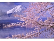 富士山と桜の競演！河口湖周辺のお花見スポット2018 [山梨の観光
