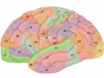 ブロードマンの脳地図 の謎と魅力 脳科学者を魅了する理由 脳科学 脳の健康 All About