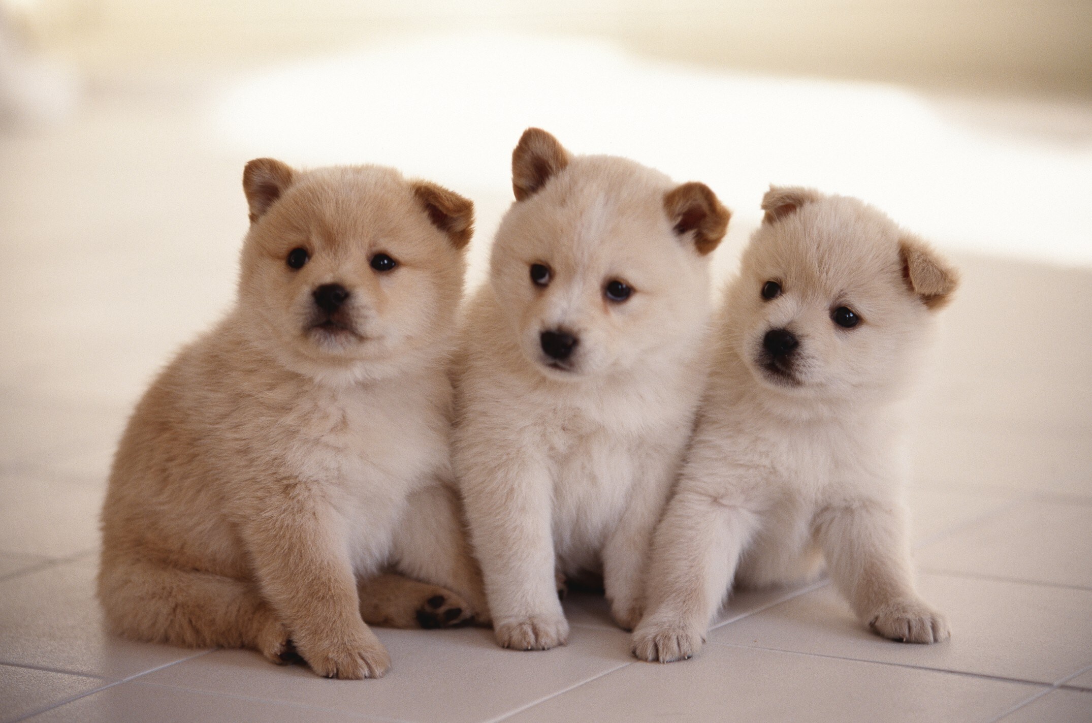 サイレンを聞くと遠吠えしちゃう うんちの時に南北を向く 犬にまつわる説を検証 飼い主407人アンケート All About News