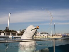 横浜・八景島シーパラダイスでシロイルカの愛らしい“豆まき”が人気