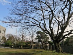 横浜で桜の開花が発表！2017年のおすすめスポットの見ごろはいつ？