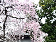 鎌倉の桜の最新開花状況は？本覚寺は見頃、光明寺は咲き始め…