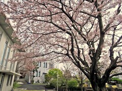 横浜のサクラは満開に！週末の天気は？見ごろはいつまで？