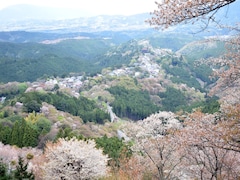 全国有数の桜の名所「吉野山」が桜色に染まる