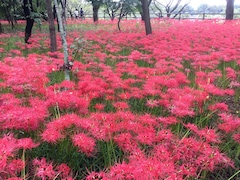 巾着田の曼珠沙華が見頃に！その実数は800万本!?