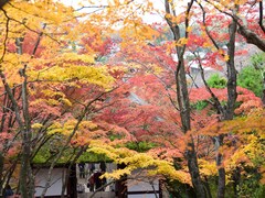 【2017年 京都の紅葉速報】見頃を迎えている場所はどこ？