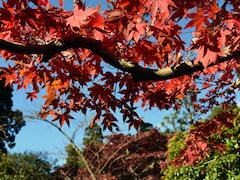 紅葉の時期のみ限定！熱海の「植物研究園」庭園公開中