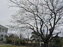 横浜市の桜が開花！2018年のおすすめお花見スポットの満開はいつ？