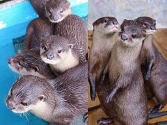 「ウソにウソにウソにウソを重ねる…」高知県・桂浜水族館の可愛すぎるカワウソたちの画像が話題に