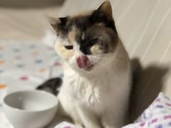 老猫がご飯を食べてくれない……食欲アップする方法、おすすめの食事は？