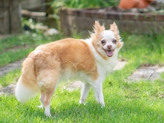 犬を飼うとどのくらいのお金がかかる？ 老犬になる前に備えておきたいこと