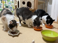 老猫と子猫は相性が悪い？ 先住猫がいる場合に保護猫を迎える際の注意点【獣医師に聞いた】