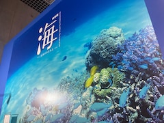 国立科学博物館で特別展「海 ―生命のみなもと―」が開催中！ 夏休みの自由研究にもおすすめ