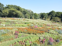 横浜最大級！ 20万本の花々が楽しめる大花壇「秋の里山ガーデンフェスタ」9月16日から