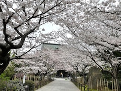 【鎌倉の桜2024】お花見スポットはいつ満開？ すでにかなり咲き進んでいる場所も（4/3現地確認）