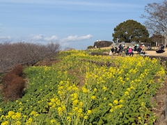 富士山と相模灘を望む「吾妻山・6万株の菜の花」開花遅れも、観光客続々（神奈川県二宮町）