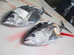 5年で漁獲量5倍！ 京都で“海のダイヤ”クロマグロが豊漁なのに「値下がりしない」のはなぜ？