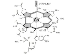 ビタミンB12の一種、シアノコバラミンの化学構造。中心にコバルト（Co）があることに注目。