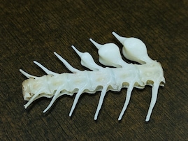 鯛を食べたら変な骨が……Twitterで反響「丸く膨らんだ骨の正体」