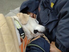 能登半島地震、被災地で活躍した災害救助犬に「皆さんの尽力に涙が」「本当に頭が下がります」と反響呼ぶ