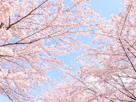 「桜を見に行きたい」と思う都道府県ランキング！ 1位「京都府」、2位は？