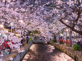 美しい桜が見られるイメージの都道府県ランキング！ 2位「京都府」、1位は？