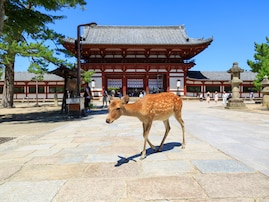 「歴史的・文化的な名所の多さ」が自慢の都道府県ランキング！ 2位「奈良県」、1位は？