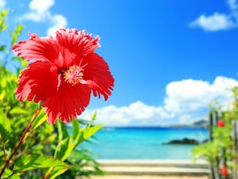 「移住したいと思う」都道府県ランキング！ 2位「沖縄県」、1位は？