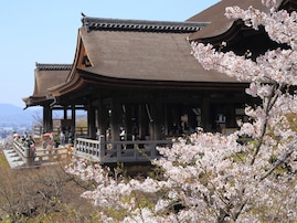 京都で人気の「桜の名所」ランキング！ 「清水寺」を抑えた1位は？
