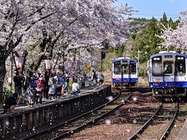 石川で人気の「桜の名所」ランキング！ 「能登さくら駅」を抑えた1位は？