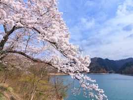 福井で人気の「桜の名所」ランキング！ 「九頭竜湖」を抑えた1位は？