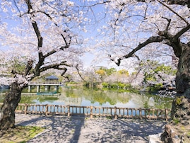 愛知で人気の「桜の名所」ランキング！ 「鶴舞公園」を抑えた1位は？