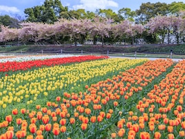 三重で人気の「桜の名所」ランキング！ 「なばなの里」を抑えた1位は？