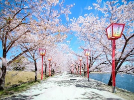 佐賀で人気の「桜の名所」ランキング！ 「小城公園」を抑えた1位は？