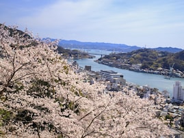広島で人気の「桜の名所」ランキング！ 「千光寺公園」を抑えた1位は？