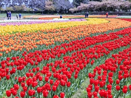 近畿地方の「ゴールデンウイークに行きたい花畑」ランキング！ 2位「なばなの里」を抑えた1位は？