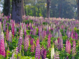 好きな「ルピナスの名所」ランキング！ 埼玉県「国営武蔵丘陵森林公園」などを抑えた1位は？