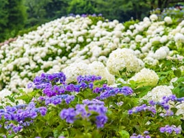 東京都で人気の「あじさいの名所」ランキング！ 2位「東京サマーランド」を1票差で抑えた1位は？