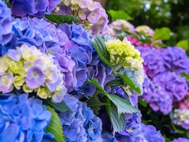 栃木県で人気の「あじさいの名所」ランキング！ダントツ1位は「あしかがフラワーパーク」、続く2位は？