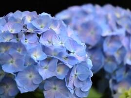 静岡県の「あじさいの名所」ランキング！ 「はままつフラワーパーク」と同率で1位に選ばれたのは？