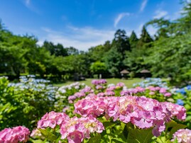三重県の「あじさいの名所」ランキング！ 2位「万葉の里公園」を抑えた1位は？
