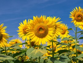 夏に行きたい「東京都のひまわりの名所」ランキング！ 2位「清瀬ひまわりフェスティバル会場」、1位は？