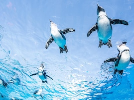「夏に行きたい東京都の避暑観光地」ランキング！2位「サンシャイン水族館」、1位は？【2025年調査】