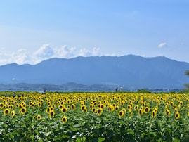 滋賀県民が選んだ「住みここち（自治体）」ランキング！ 2位「守山市」、1位は？