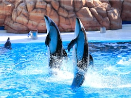 好き&行ってみたい「近畿の水族館」ランキング！ 2位「アドベンチャーワールド」、1位は？【2025調査】