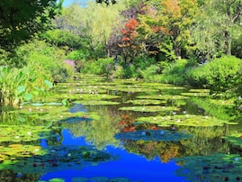 夏に行きたい「高知県の避暑観光地」ランキング！ 「北川村『モネの庭』マルモッタン」を抑えた1位は？
