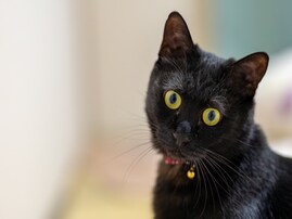 かわいい毛柄にも肉球にも全て意味がある！ 猫の生態を知り尽くすキーワード15選
