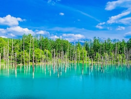 好き＆行ってみたい「北海道の森林浴スポット」ランキング！ 2位「青い池」を抑えた1位は？【2025年調査】