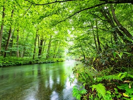 好き＆行ってみたい「青森県の森林浴スポット」ランキング！ 2位「奥入瀬渓流」を抑えた1位は？【2025年調査】