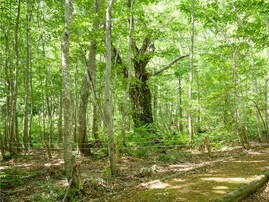 好き＆行ってみたい「秋田県の森林浴スポット」ランキング！ 2位「白神山地岳岱」を抑えた1位は？【2025年調査】